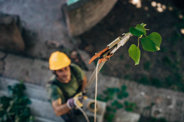 Tree and Shrub Care in Apex, NC