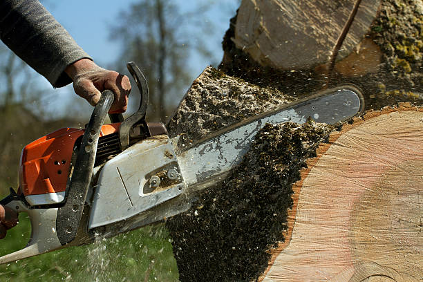 Best Storm Damage Tree Cleanup  in Apex, NC